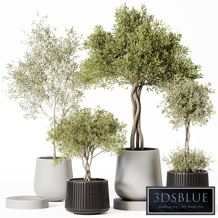 Indoor Plant Set 019