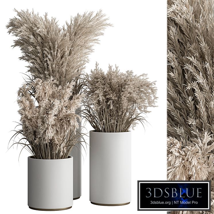 indoor Plant Set 406 - Dried Plant Set in Pot