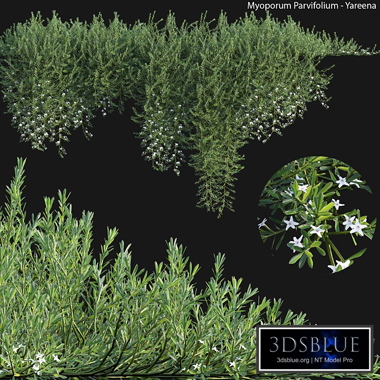 Myoporum Parvifolium - Yareena 02