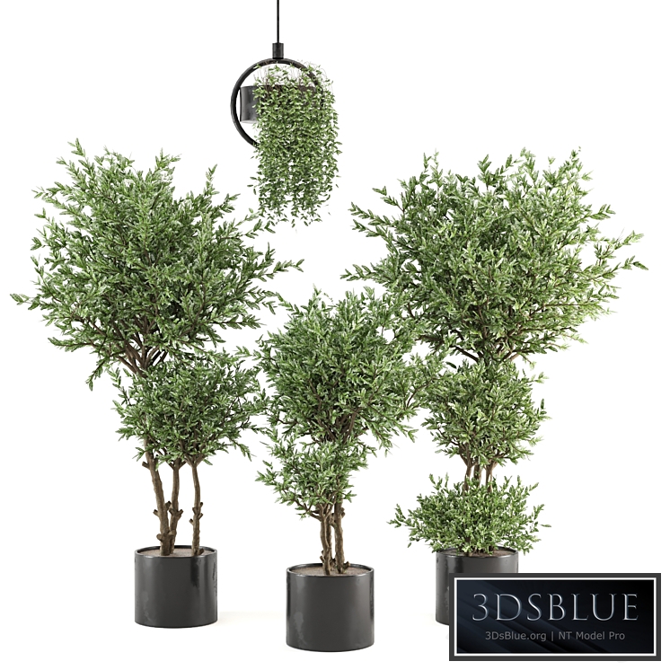 Indoor Plants Collection - Set 416