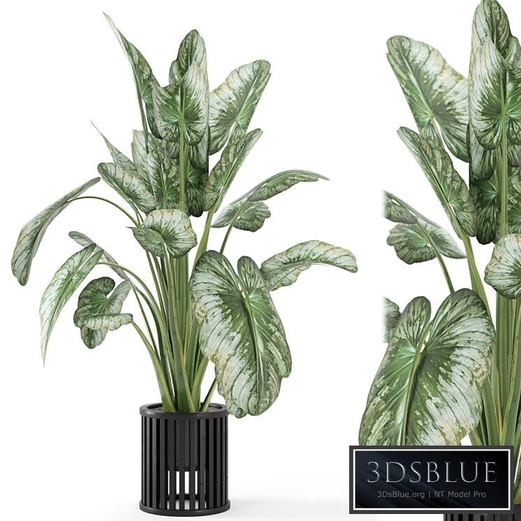 Indoor Plants in Metal Pot - Set 842