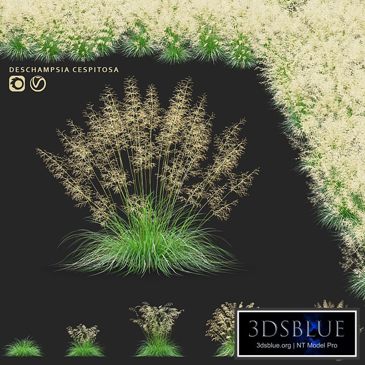 Pike soddy meadow | Deschampsia cespitosa