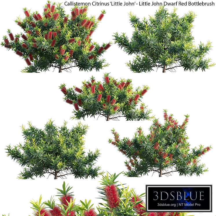 Callistemon Citrinus Little John - Little John Dwarf Red Bottlebrush