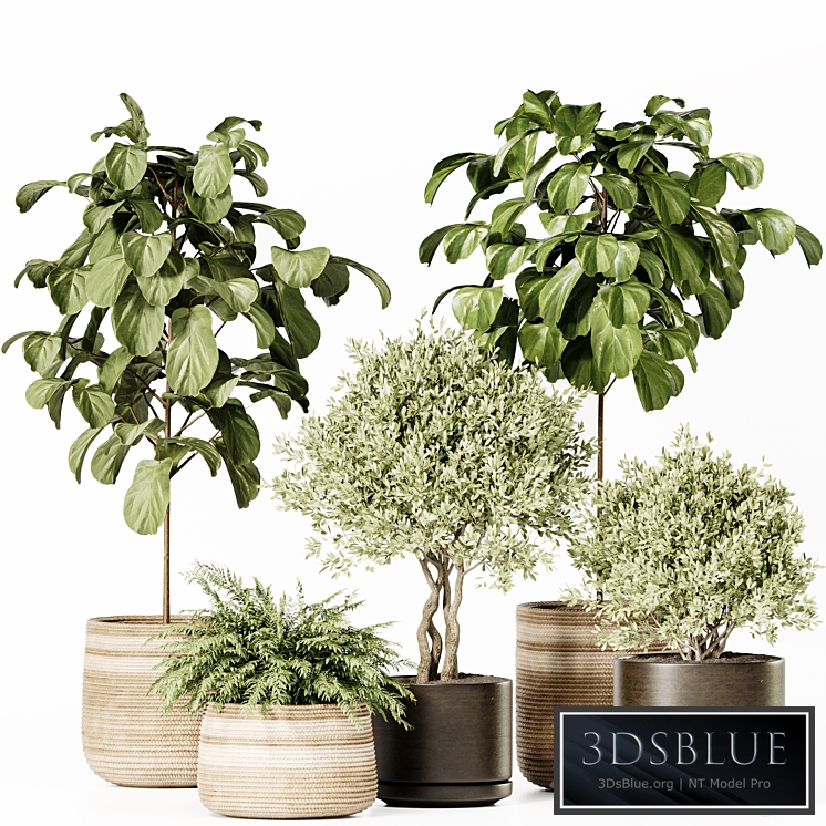 Indoor Plants Set 022