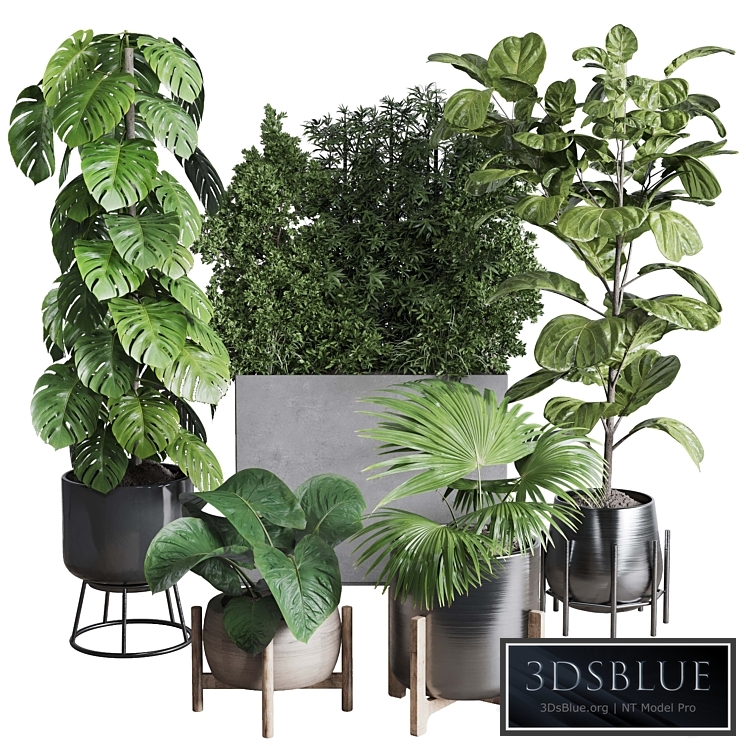 Collection indoor plant 251 ficus lyrata monstera palm in a wooden and metal pot