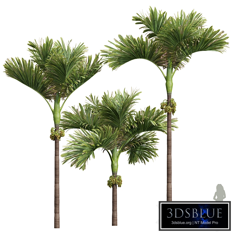 New Plant High detail Areca Catechu Decorative Garden Fruit