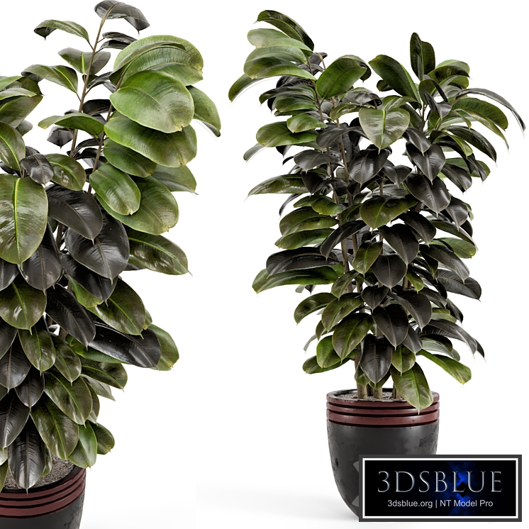 Indoor Plants in rusty Concrete Pot - Set 881