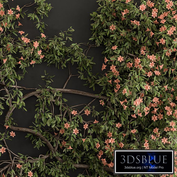 Outdoor Plant Set 426- Ivy on Wall