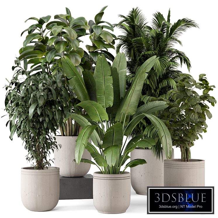 Indoor Plants in rusty Concrete Pot - Set 887