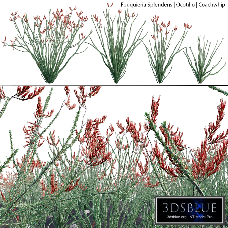 Fouquieria Splendens - Ocotillo