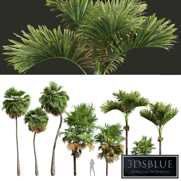 Acoelorrhaphe Wrightii and Borassus Flabellifer and Areca Catechu Decorative Garden Fruit