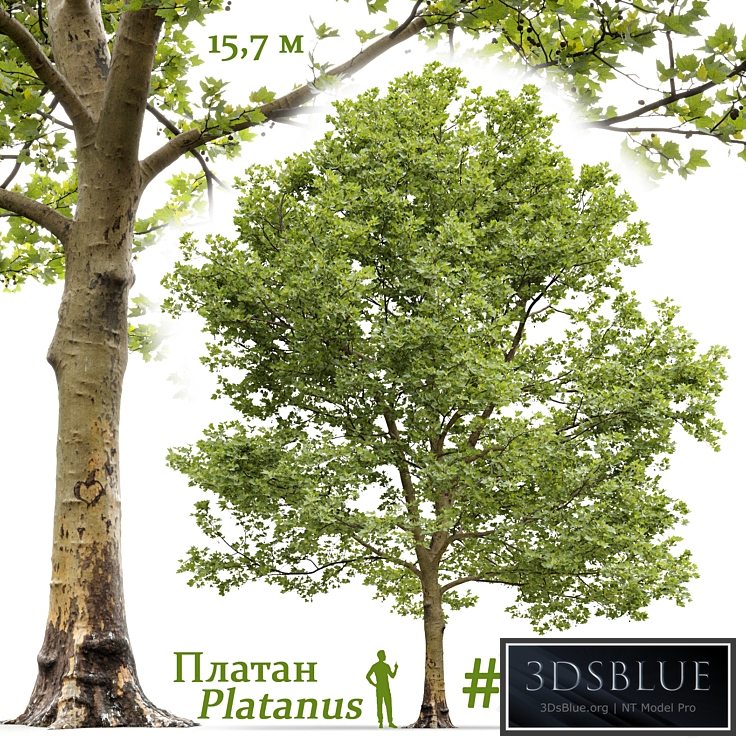 Plane-tree / Sycamore / Platanus #13