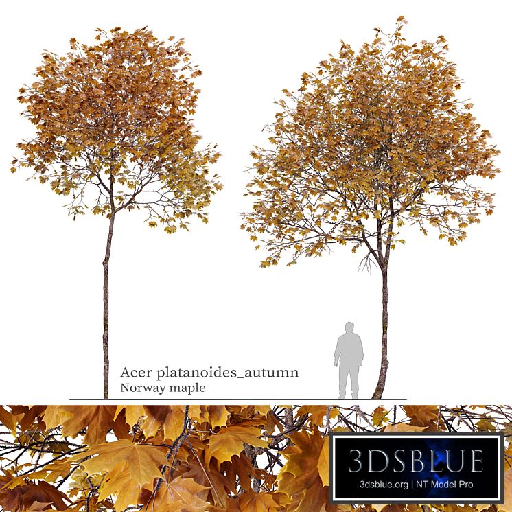 Acer platanoides (autumn)