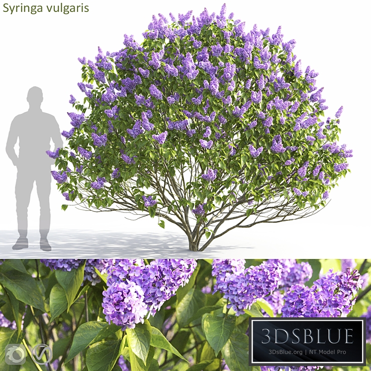 Syringa vulgaris