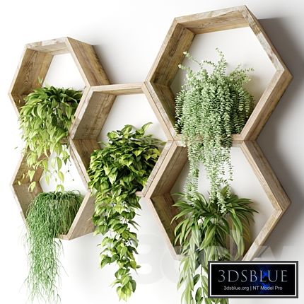 Ampel plants in hexagons on the wall