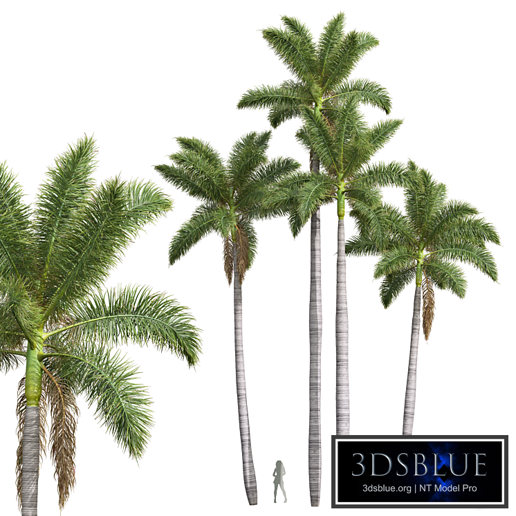 New Plant High detail Roystonea Regia