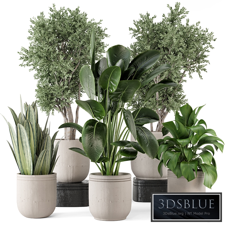 Indoor Plants in rusty Concrete Pot - Set 921