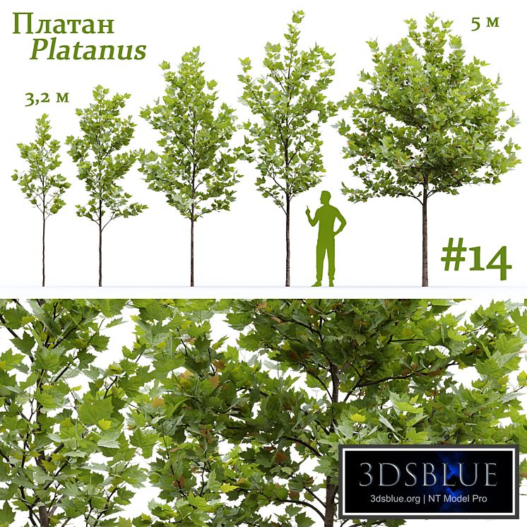 Plane-tree / Sycamore / Platanus #14