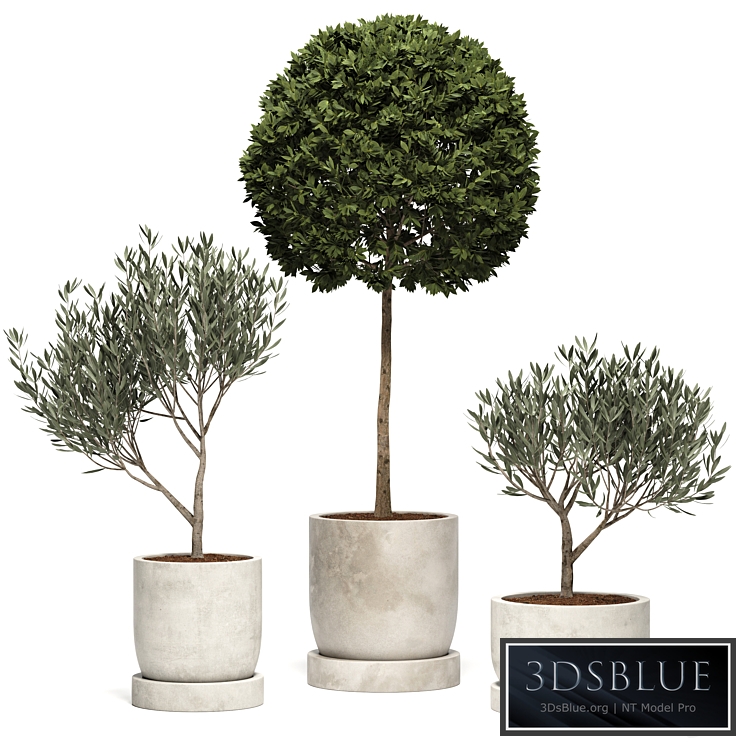 Ramin_Tree_01 PRO 7 $ Royalty free Buy accesses 8