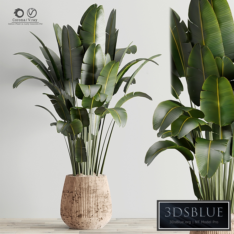 Indoor Plant in Rusty Concrete Pot Set 17