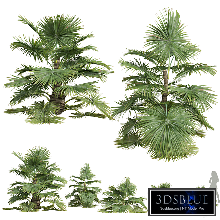 New Plant High detail Saribus Rotundifolius Small
