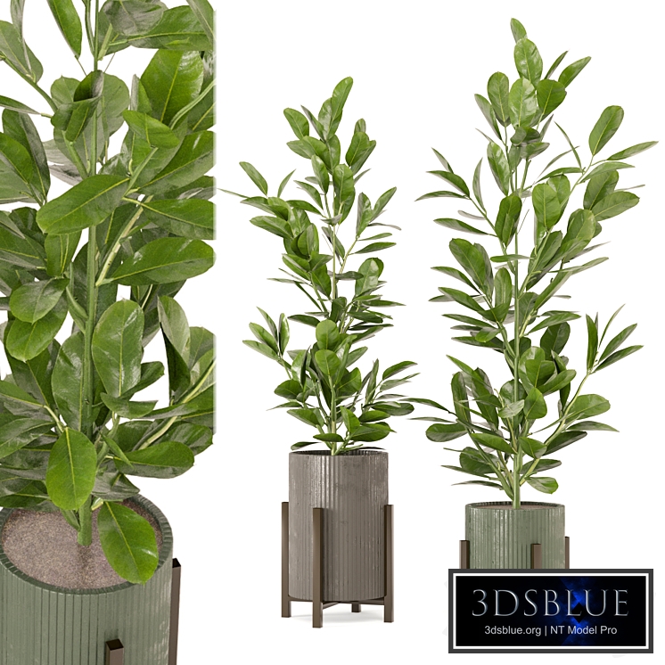 Indoor Plants Collection - Set 462