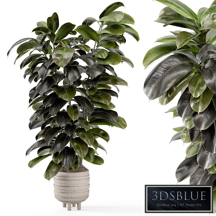 Indoor Plants In Concrete Pots - Set 953