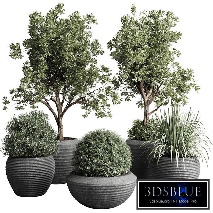 Collection indoor outdoor plant 120 plant tree grass vase dirty concrete