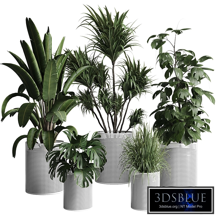 Collection indoor plant 272 pot flame monstera ravenala in mesh metal pots