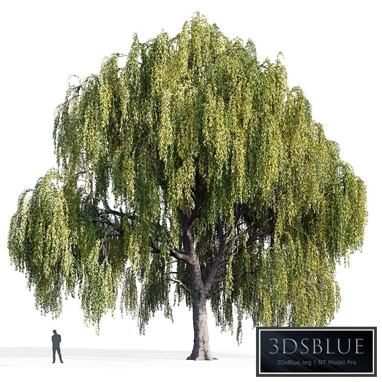 Willow (Salix, Willow)