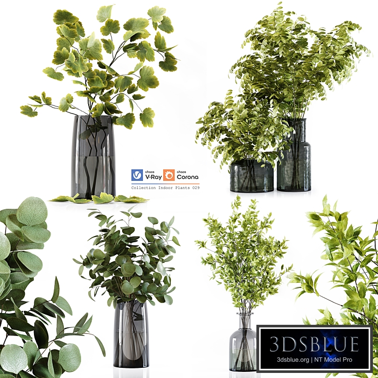 Collection Indoor Plants 029