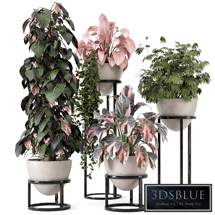 Indoor Plants in rusty Concrete Pot on Metal Shelf - Set 964