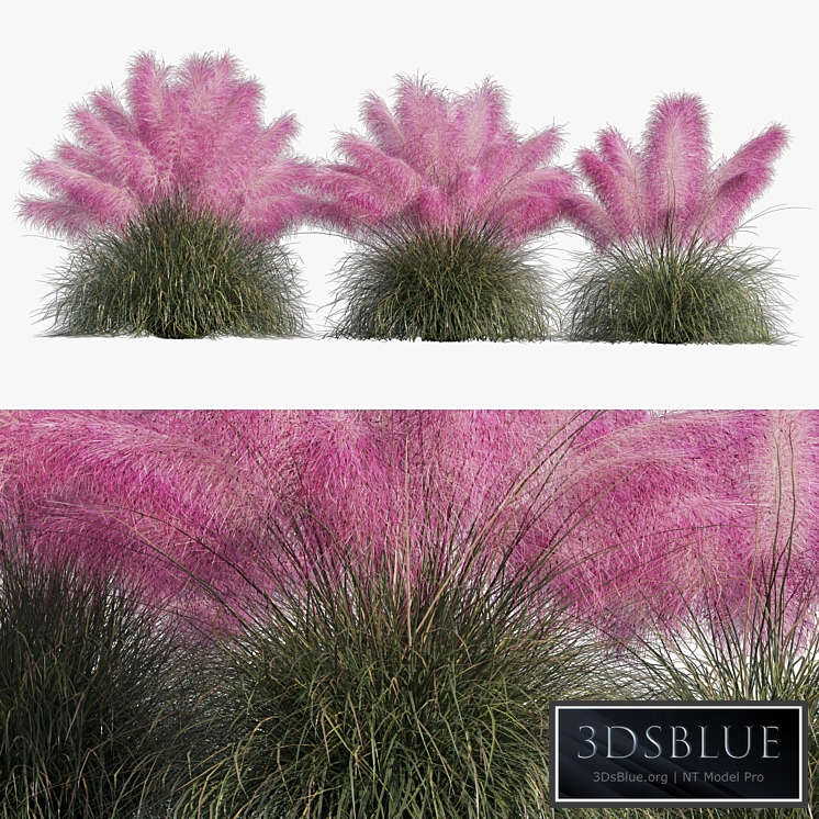 Muhlenbergia Capillaris - Pink Muhly Grass