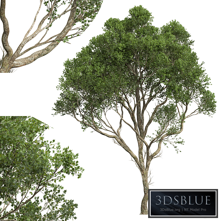 New Plant High detail Acer Pseudoplatanus03