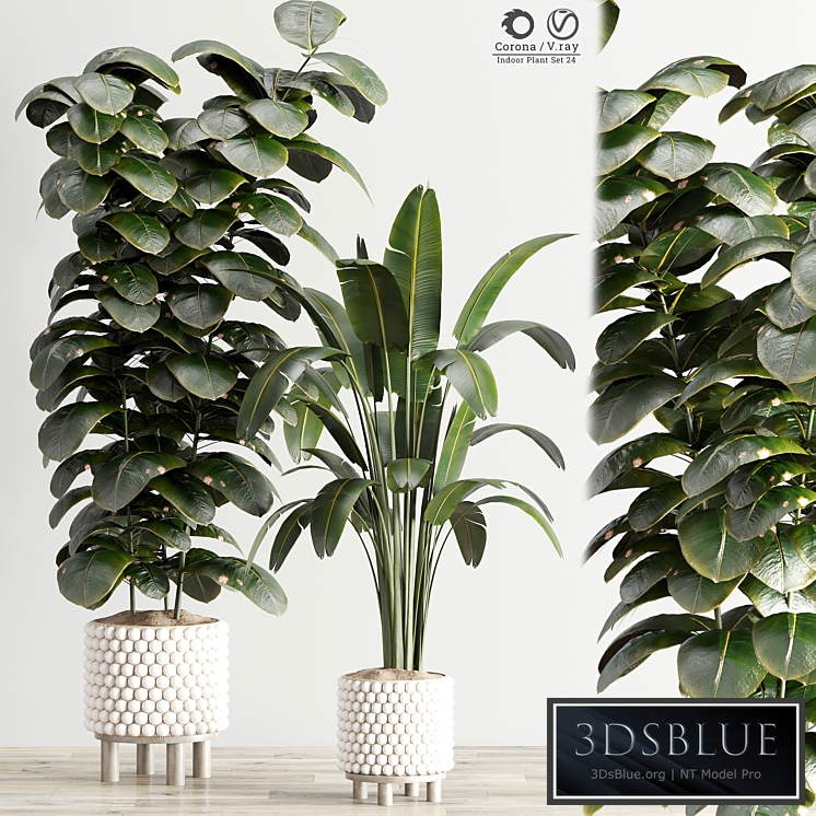 houseplants indoor set 024