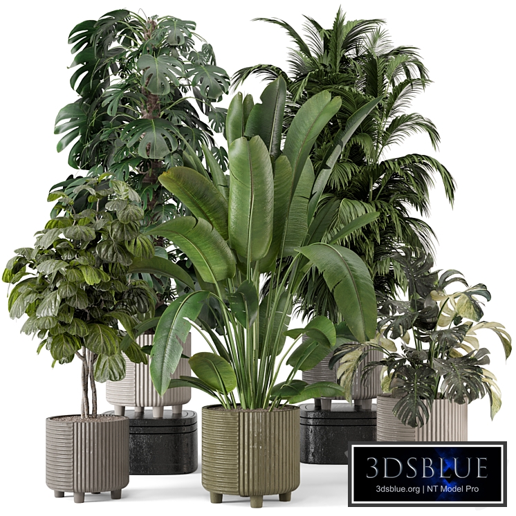 Indoor Planters in Cecilia Ficonstone Pot - Set 969
