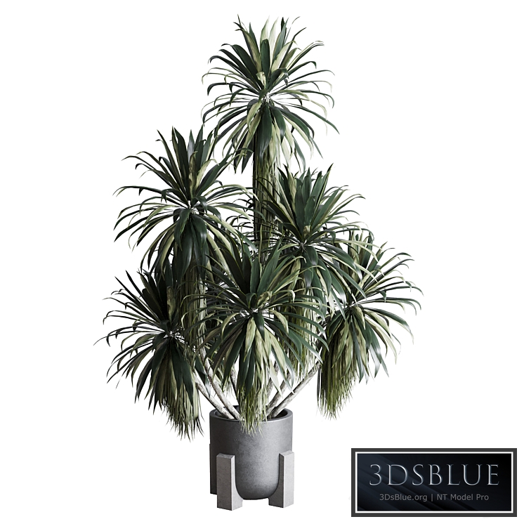 palm plant in concrete dirt vase - Indoor plant 275
