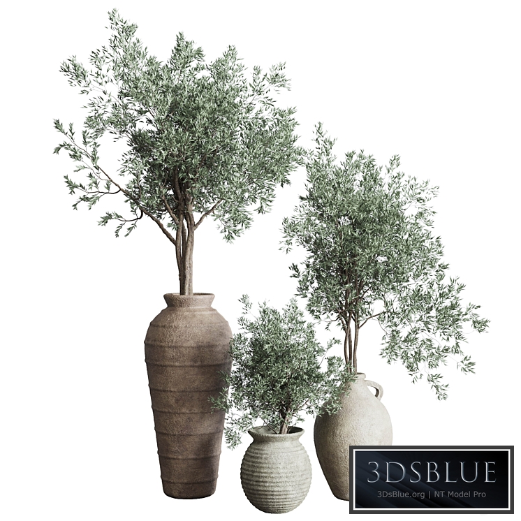 Olive tree in an old earthenware vase indoor collection 278