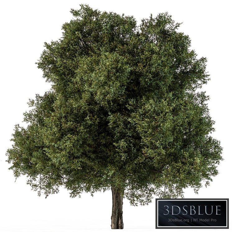 Tree Green Maple - Set 99