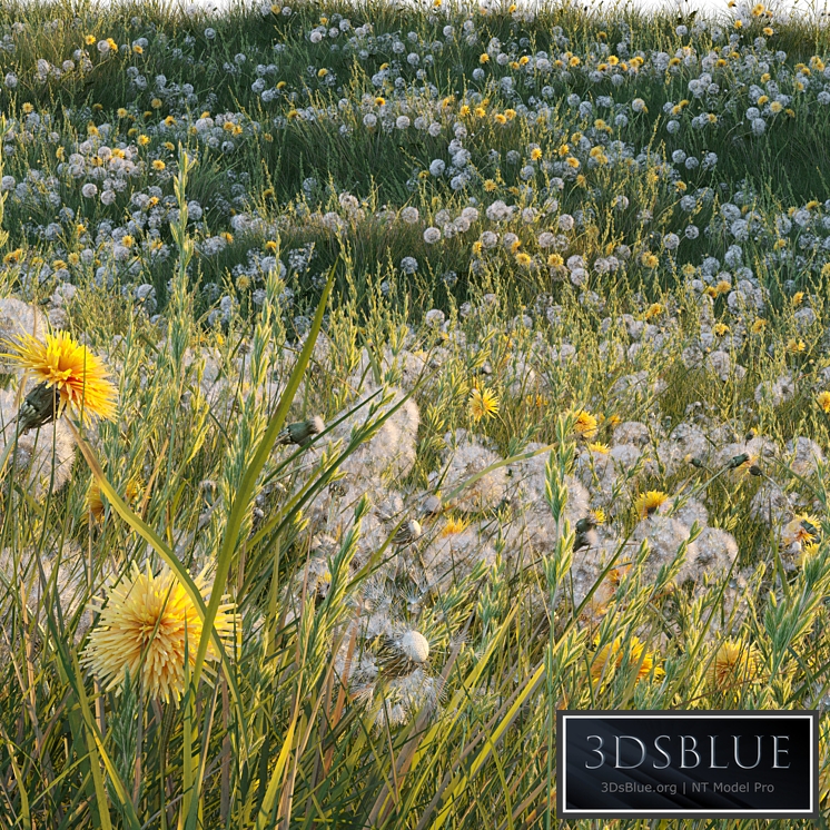 Spring summer field grass with white and yellow dandelions