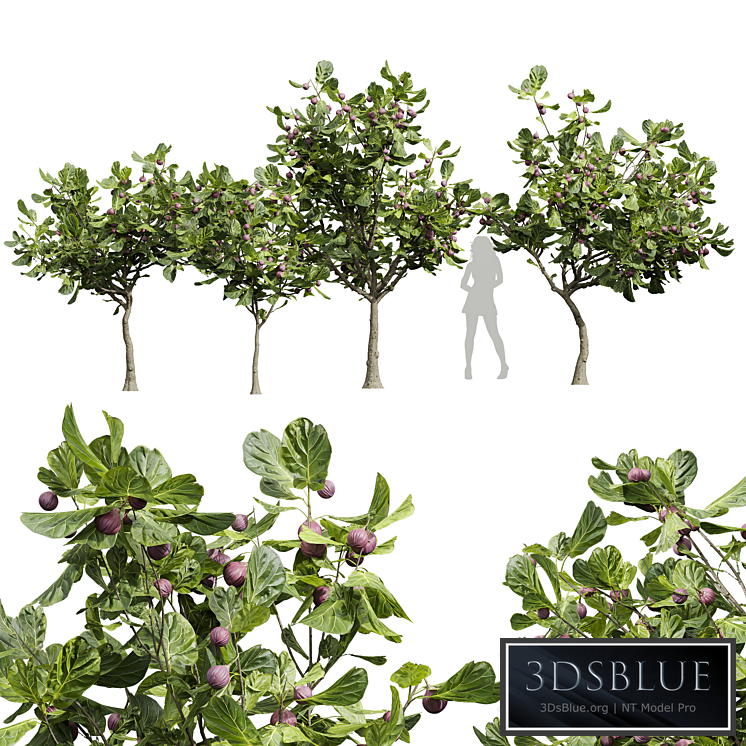 New Plant High detail Ficus Carica Feige Fig