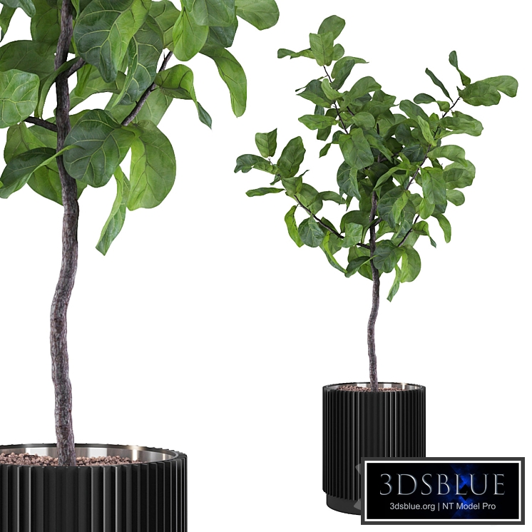 Plants collection 116 - ficus lyrata