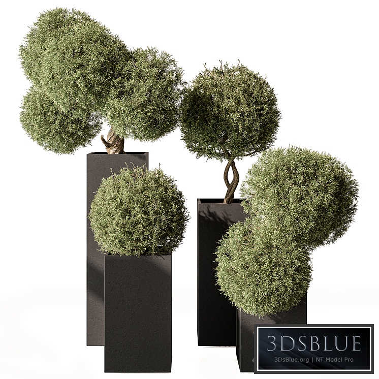 Topiary Plant in Box - Outdoor Plants 445