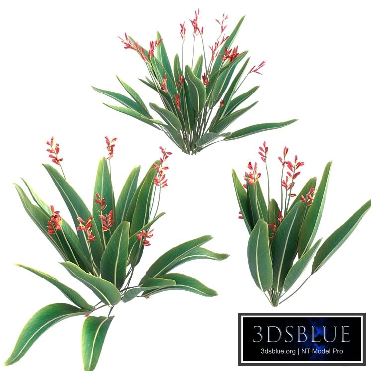 bird of paradise flower plants