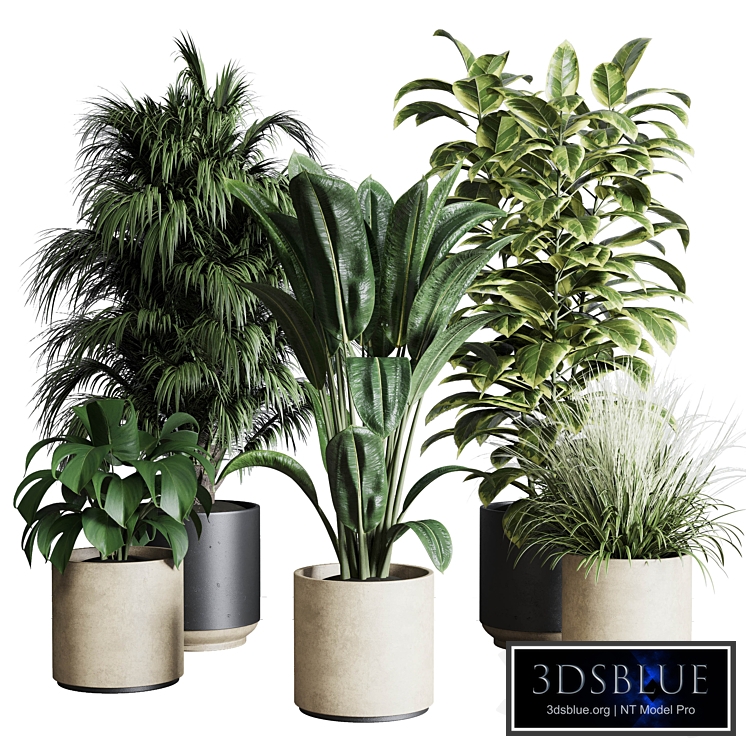 Collection indoor plant 284 plant ficus rubbery monstera palm concrete dirt vase