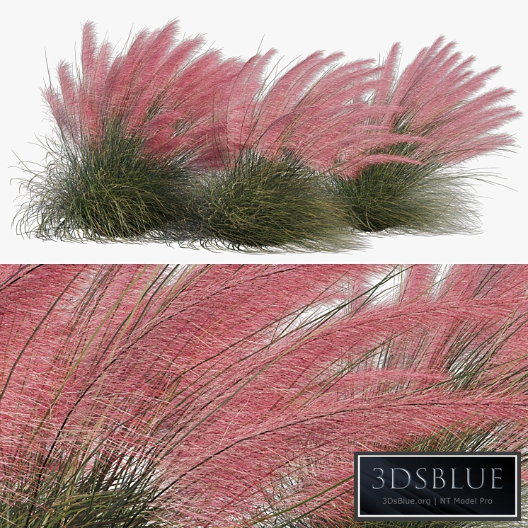 Muhlenbergia Capillaris - Pink Muhly Grass 04