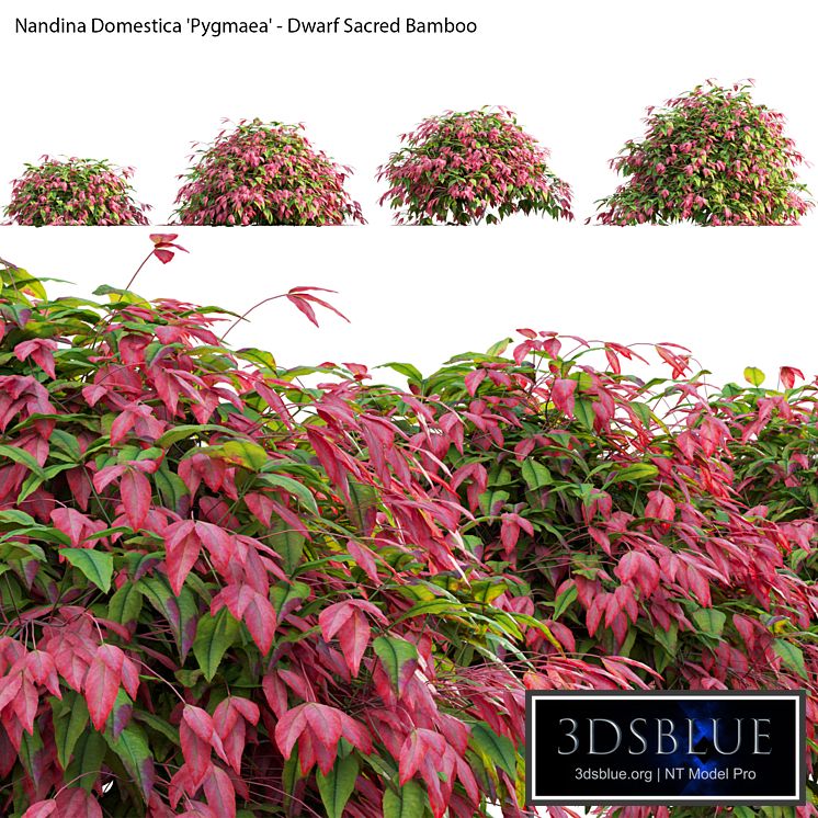 Nandina Domestica Pygmaea - Dwarf Sacred Bamboo