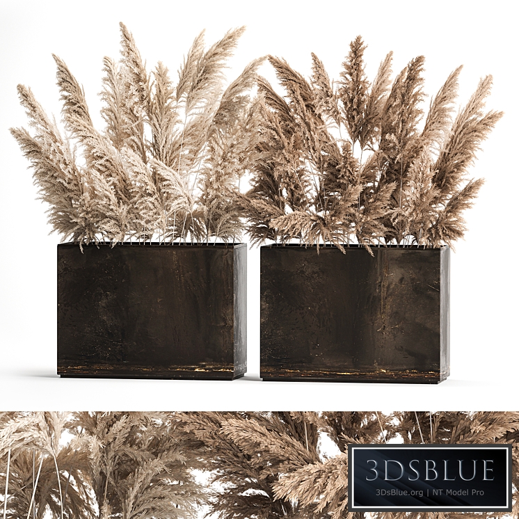 Dried flower Bouquet of dry reeds in a rusty metal pot for decoration with pampas grass, Cortaderia and dry reeds in a pot. 273.