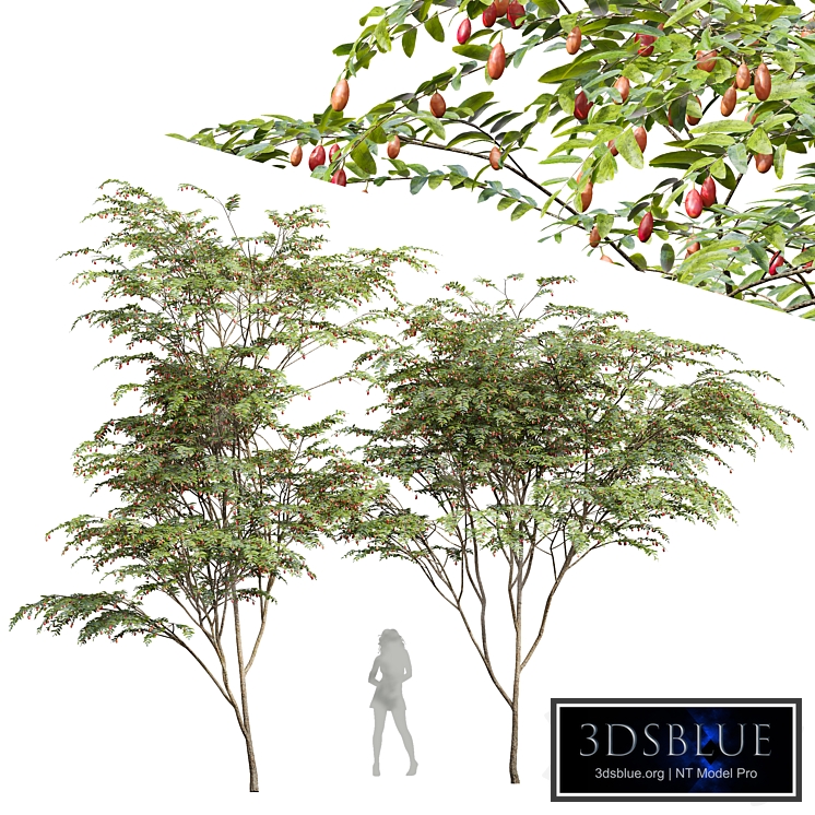 New Plant Ziziphus Jujuba Chinesische Dattel Red