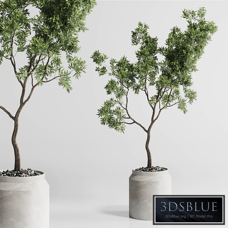 Indoor plant 285 concrete dirt vase plant tree pot